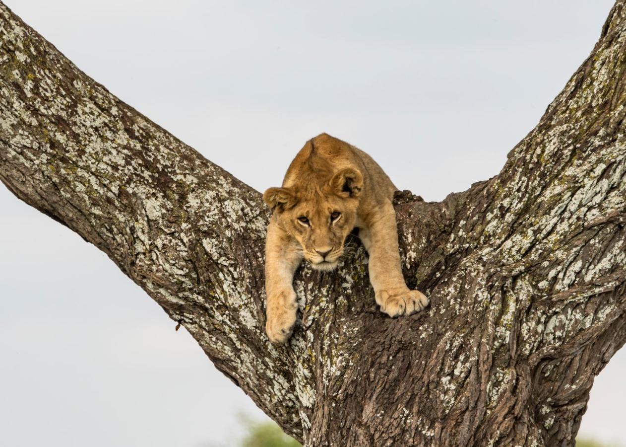 Ngorongoro Lodge Member Of Melia Collection - The Leading Hotels Of The World Kültér fotó
