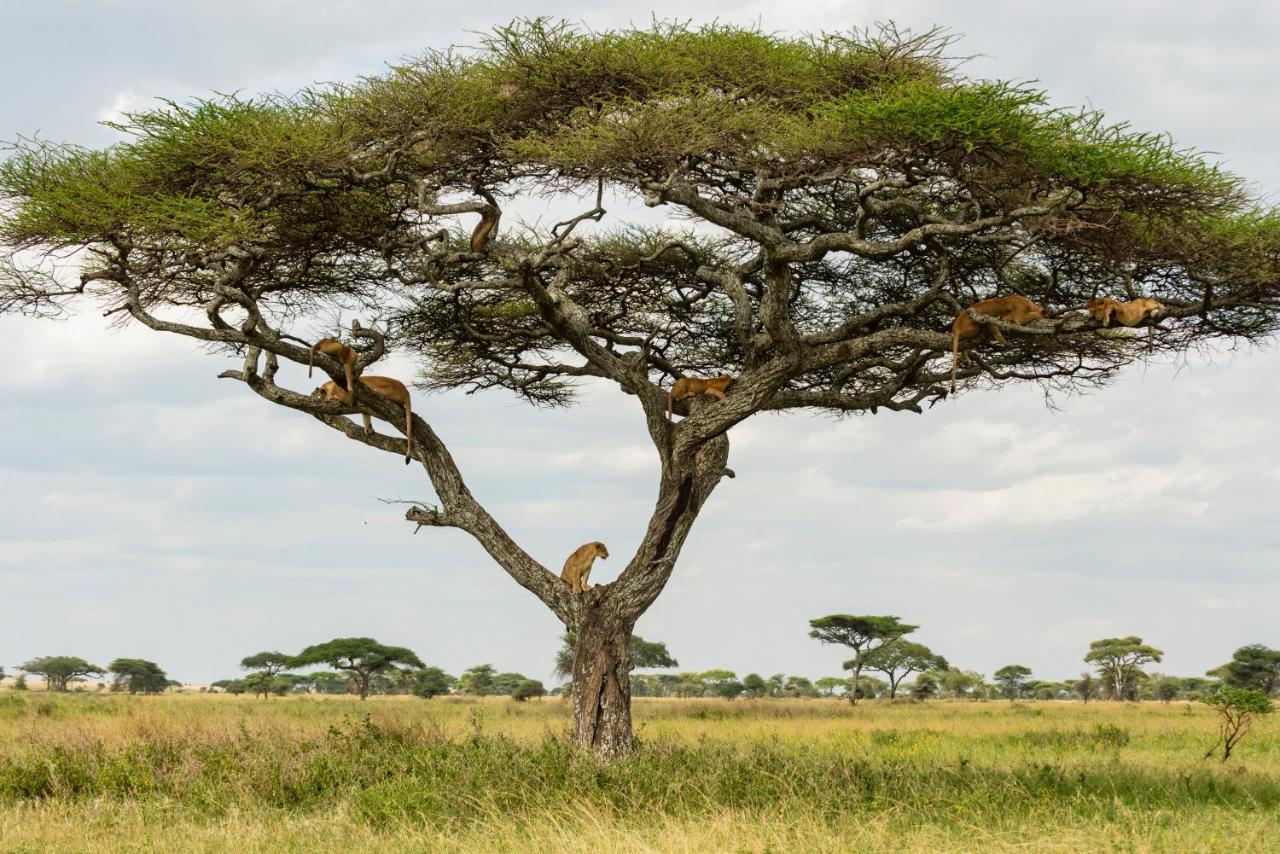 Ngorongoro Lodge Member Of Melia Collection - The Leading Hotels Of The World Kültér fotó