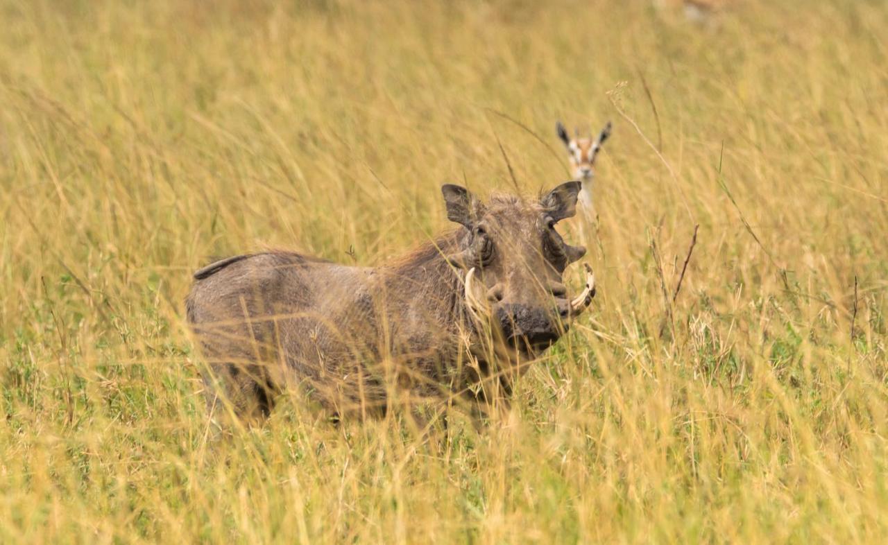 Ngorongoro Lodge Member Of Melia Collection - The Leading Hotels Of The World Kültér fotó