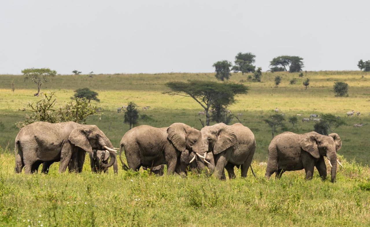 Ngorongoro Lodge Member Of Melia Collection - The Leading Hotels Of The World Kültér fotó