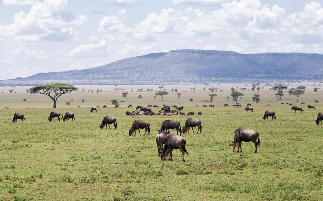 Ngorongoro Lodge Member Of Melia Collection - The Leading Hotels Of The World Kültér fotó