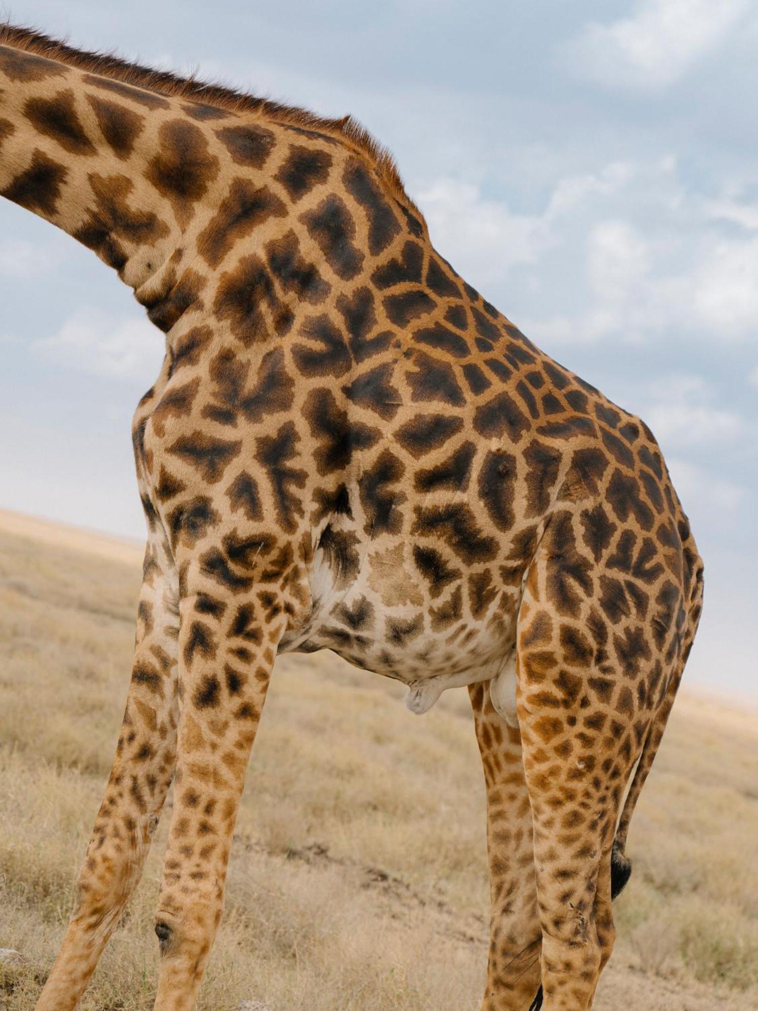 Ngorongoro Lodge Member Of Melia Collection - The Leading Hotels Of The World Kültér fotó