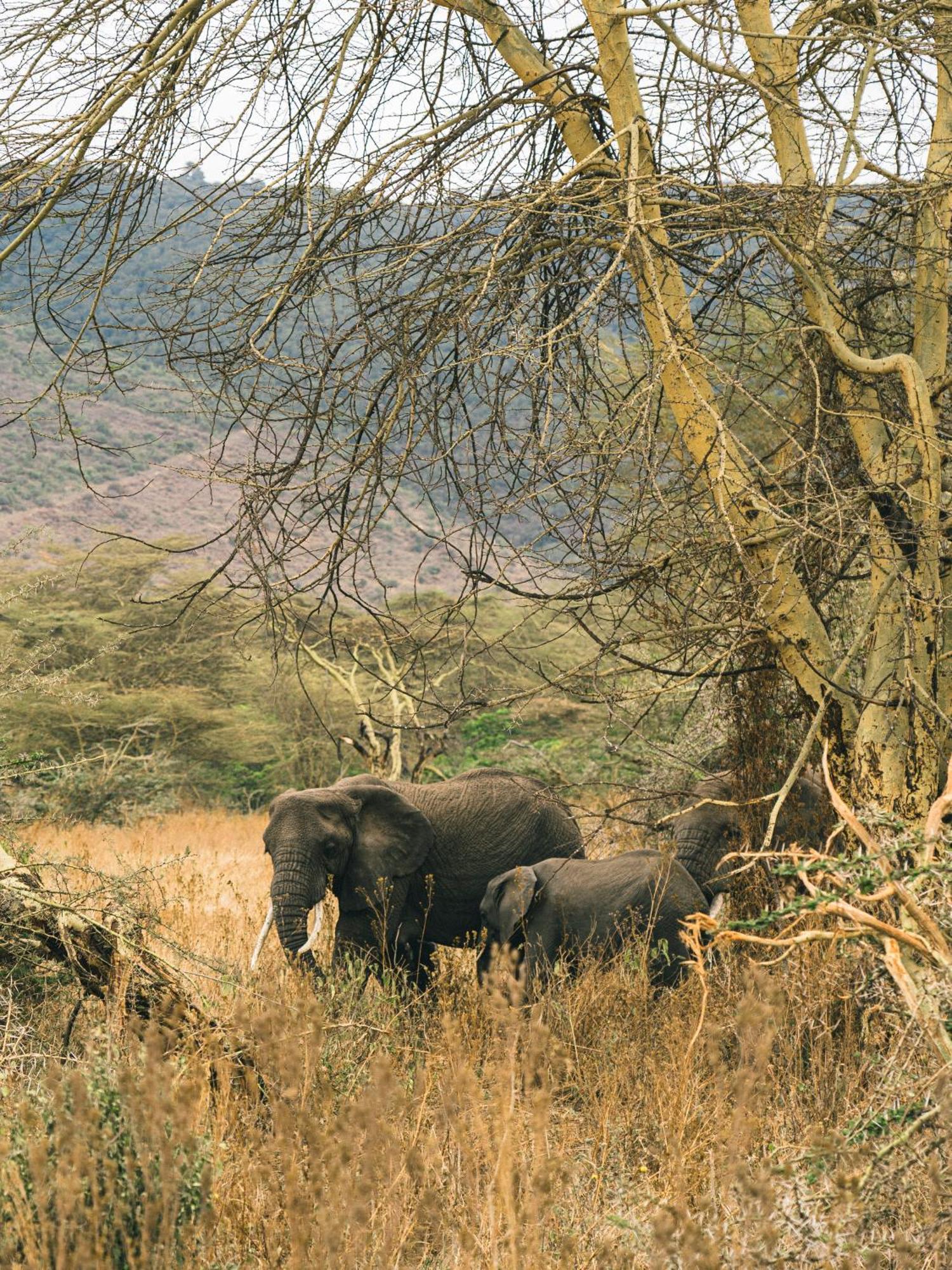 Ngorongoro Lodge Member Of Melia Collection - The Leading Hotels Of The World Kültér fotó