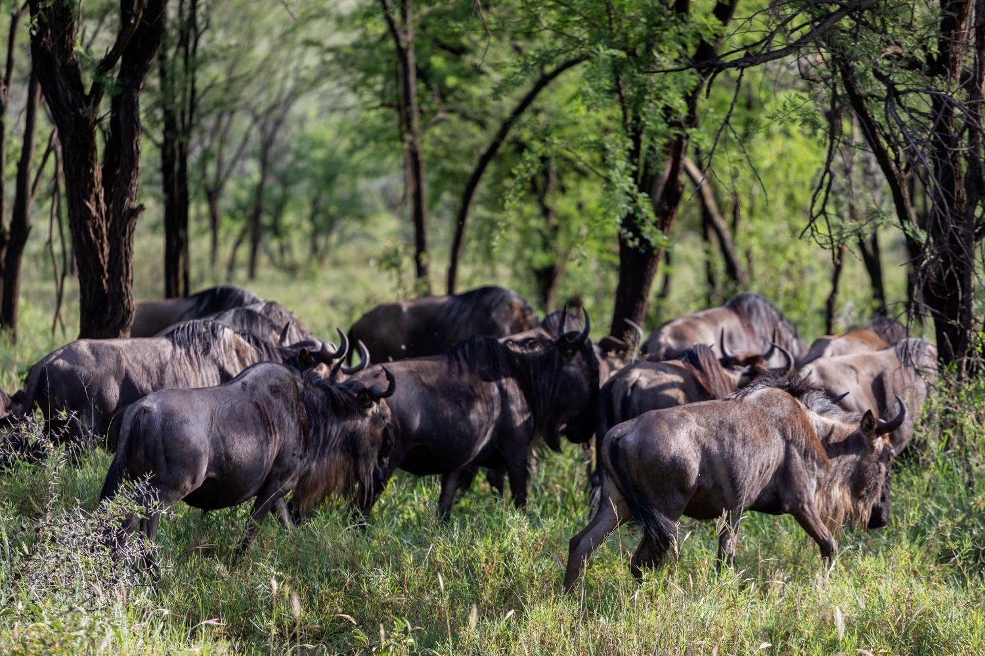 Ngorongoro Lodge Member Of Melia Collection - The Leading Hotels Of The World Kültér fotó