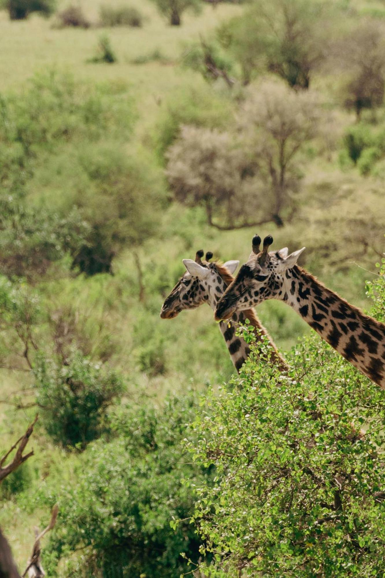 Ngorongoro Lodge Member Of Melia Collection - The Leading Hotels Of The World Kültér fotó